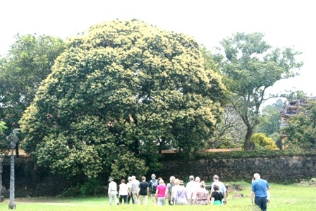 Những cây nhãn cổ thụ trong Kinh thành Huế nở hoa vàng rực rỡ - 6