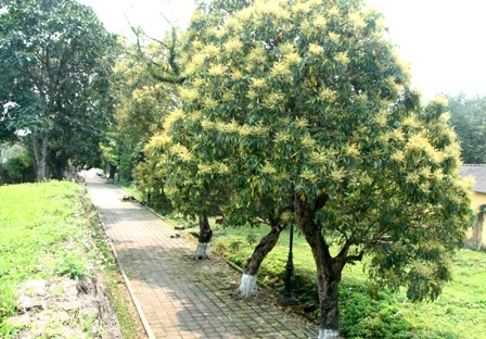 Những cây nhãn cổ thụ trong Kinh thành Huế nở hoa vàng rực rỡ - 11