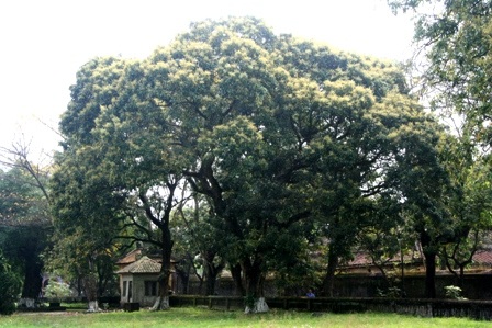 Những cây nhãn cổ thụ trong Kinh thành Huế nở hoa vàng rực rỡ - 7