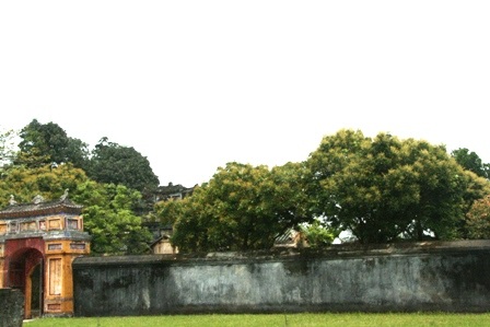 Những cây nhãn cổ thụ trong Kinh thành Huế nở hoa vàng rực rỡ - 8