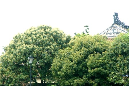 Những cây nhãn cổ thụ trong Kinh thành Huế nở hoa vàng rực rỡ - 9