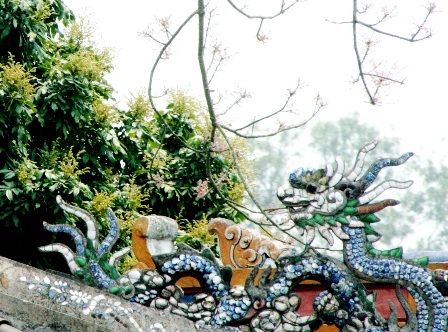 Những cây nhãn cổ thụ trong Kinh thành Huế nở hoa vàng rực rỡ - 17