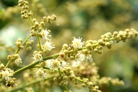 Những cây nhãn cổ thụ trong Kinh thành Huế nở hoa vàng rực rỡ - 13