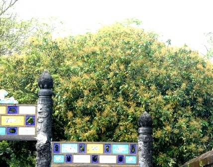 Những cây nhãn cổ thụ trong Kinh thành Huế nở hoa vàng rực rỡ - 18