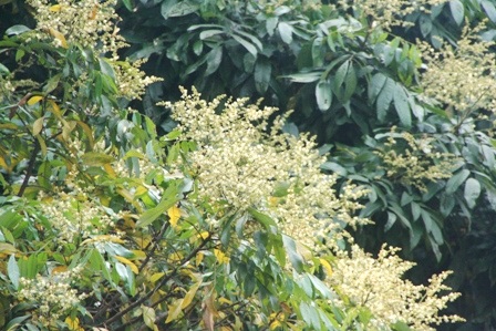 Những cây nhãn cổ thụ trong Kinh thành Huế nở hoa vàng rực rỡ - 14