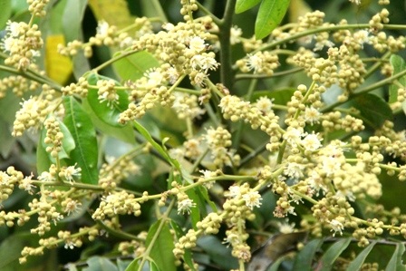 Những cây nhãn cổ thụ trong Kinh thành Huế nở hoa vàng rực rỡ - 12