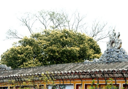 Những cây nhãn cổ thụ trong Kinh thành Huế nở hoa vàng rực rỡ - 19