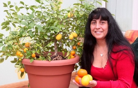 Cây cam mọc ra trái chanh - 1 Cây cam mọc ra trái chanh - 1