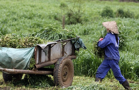 “Sản vật” của xứ mù sương - 3 “Sản vật” của xứ mù sương - 3