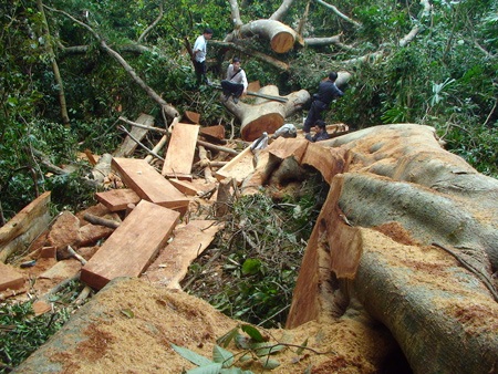 Bắt “tại trận” nhóm lâm tặc khai thác gỗ lậu - 3 Bắt “tại trận” nhóm lâm tặc khai thác gỗ lậu - 3