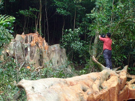 Bắt “tại trận” nhóm lâm tặc khai thác gỗ lậu - 4 Bắt “tại trận” nhóm lâm tặc khai thác gỗ lậu - 4