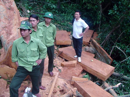 Bắt “tại trận” nhóm lâm tặc khai thác gỗ lậu - 5 Bắt “tại trận” nhóm lâm tặc khai thác gỗ lậu - 5