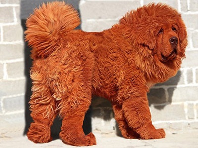 Loài chó triệu đô xuất hiện ở Hà Nội - 2