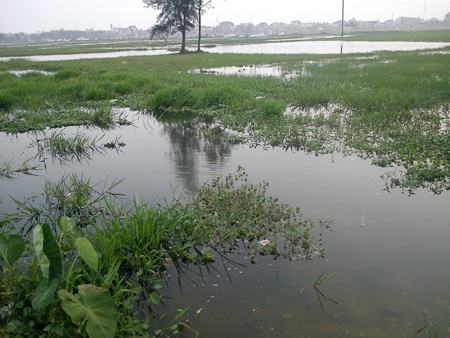 Gần 300 hộ dân phường Quán Bàu bị ngập nước - 2