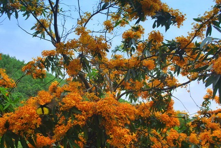 Ngỡ ngàng trước vẻ đẹp của hoa rì Suối Hoa - 2