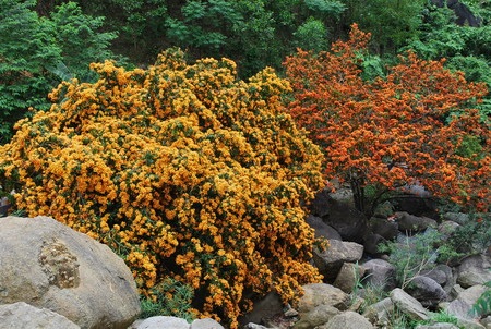 Ngỡ ngàng trước vẻ đẹp của hoa rì Suối Hoa - 4