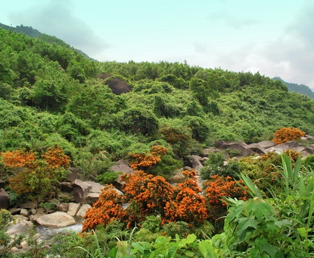 Ngỡ ngàng trước vẻ đẹp của hoa rì Suối Hoa - 5