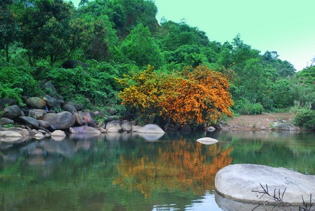 Ngỡ ngàng trước vẻ đẹp của hoa rì Suối Hoa - 7