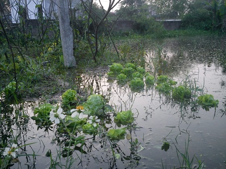 Gần 300 hộ dân phường Quán Bàu bị ngập nước - 3