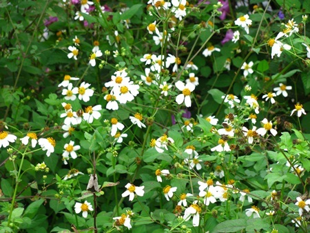 Chùm ảnh: Tinh khôi cánh mỏng xuyến chi - 13