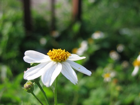 Chùm ảnh: Tinh khôi cánh mỏng xuyến chi - 3