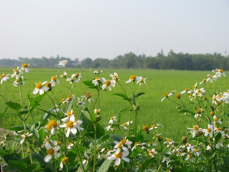 Chùm ảnh: Tinh khôi cánh mỏng xuyến chi - 10