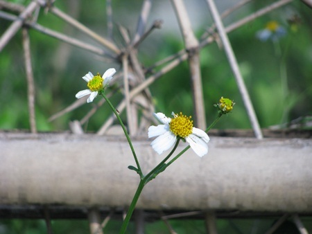 Chùm ảnh: Tinh khôi cánh mỏng xuyến chi - 6