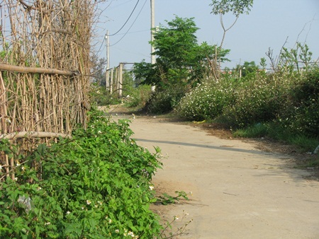 Chùm ảnh: Tinh khôi cánh mỏng xuyến chi - 7