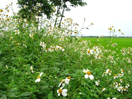 Chùm ảnh: Tinh khôi cánh mỏng xuyến chi - 5