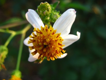 Chùm ảnh: Tinh khôi cánh mỏng xuyến chi - 4