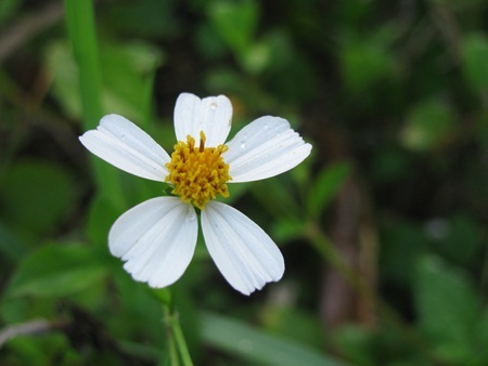 Chùm ảnh: Tinh khôi cánh mỏng xuyến chi - 2