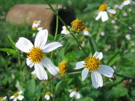 Chùm ảnh: Tinh khôi cánh mỏng xuyến chi - 12