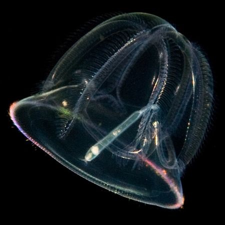 Những “ngôi sao” phát sáng dưới đáy đại dương - 2