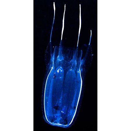 Những “ngôi sao” phát sáng dưới đáy đại dương - 9