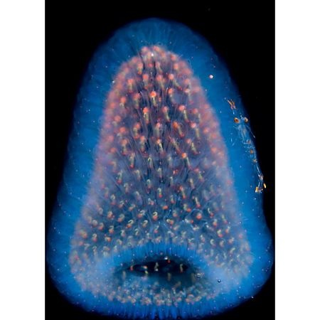 Những “ngôi sao” phát sáng dưới đáy đại dương - 8