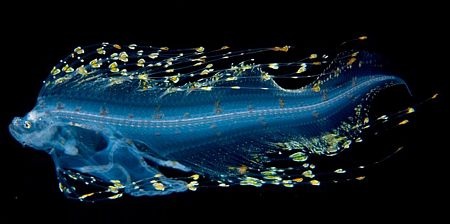 Những “ngôi sao” phát sáng dưới đáy đại dương - 3