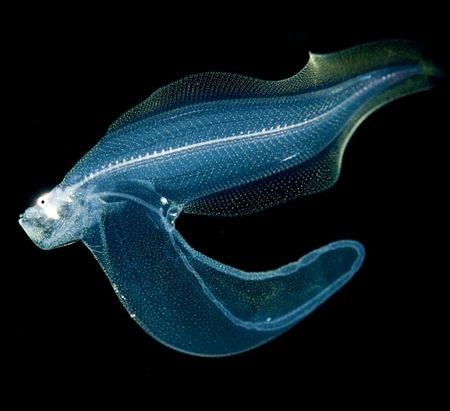 Những “ngôi sao” phát sáng dưới đáy đại dương - 4