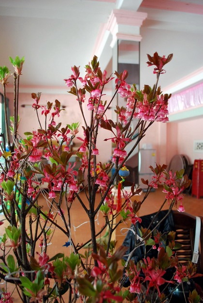 Hoa đào chuông – đôi môi thanh nữ - 3