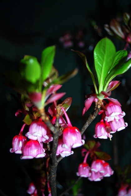 Hoa đào chuông – đôi môi thanh nữ - 5