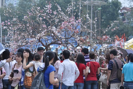 Háo hức chiêm ngưỡng hoa anh đào tại Hà Nội - 1 Háo hức chiêm ngưỡng hoa anh đào tại Hà Nội - 1