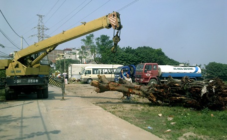 Chuyển cây bồ đề cổ thụ ở chợ “âm phủ” về Công viên Hoà Bình - 1