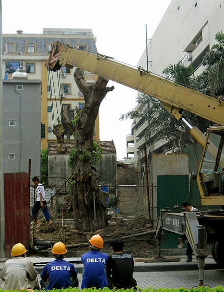 Chuyển cây bồ đề cổ thụ ở chợ “âm phủ” về Công viên Hoà Bình - 2