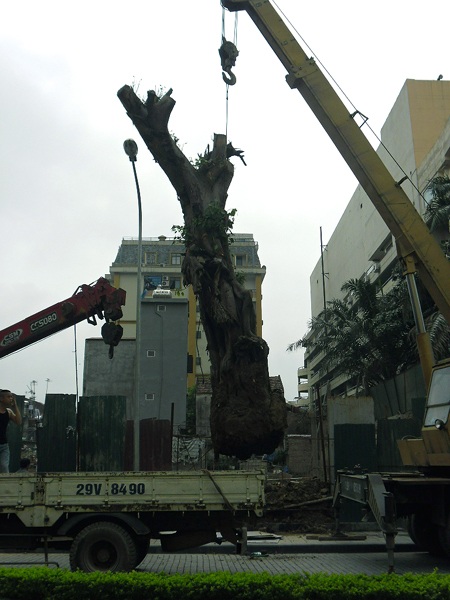 Chuyển cây bồ đề cổ thụ ở chợ “âm phủ” về Công viên Hoà Bình - 3