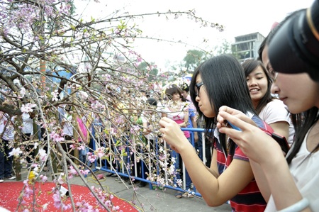 Thiếu nữ Hà thành khoe sắc bên hoa anh đào - 1 Thiếu nữ Hà thành khoe sắc bên hoa anh đào - 1