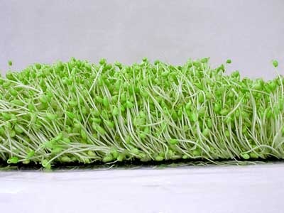 Những điều chưa biết về mầm đậu nành - 1 Những điều chưa biết về mầm đậu nành - 1