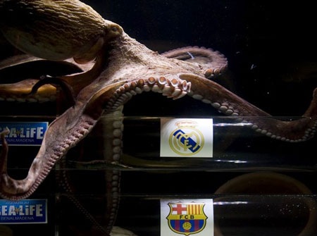 Bạch tuộc dự đoán Real Madrid vô địch Cúp Nhà vua - 1 Bạch tuộc dự đoán Real Madrid vô địch Cúp Nhà vua - 1