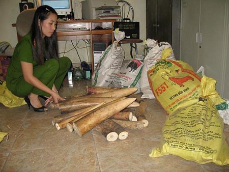 Thu giữ 122 chiếc ngà nghi là ngà voi - 1 Thu giữ 122 chiếc ngà nghi là ngà voi - 1