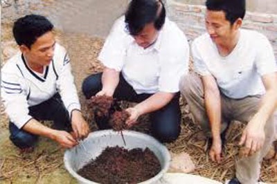 Giun đất tốt cho người cao huyết áp - 2 Giun đất tốt cho người cao huyết áp - 2