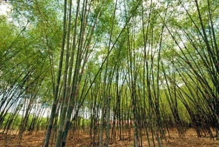 Lấy ý kiến người dân về bình chọn Quốc hoa  - 5