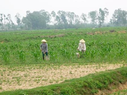 Nông dân khốn khổ vì hàng trăm ha đất nhiễm mặn - 3